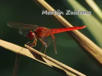 Vuurlibellen [Crocothemis]
